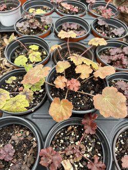 Coral Bells In 4 Inch Pot