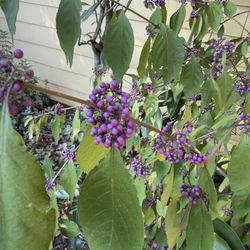 Beautyberry Plant Callicarpa Americana