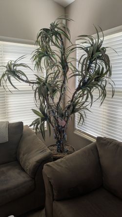 Allstate Floral 8' yucca tree WT4632