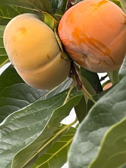 Organic persimmons.