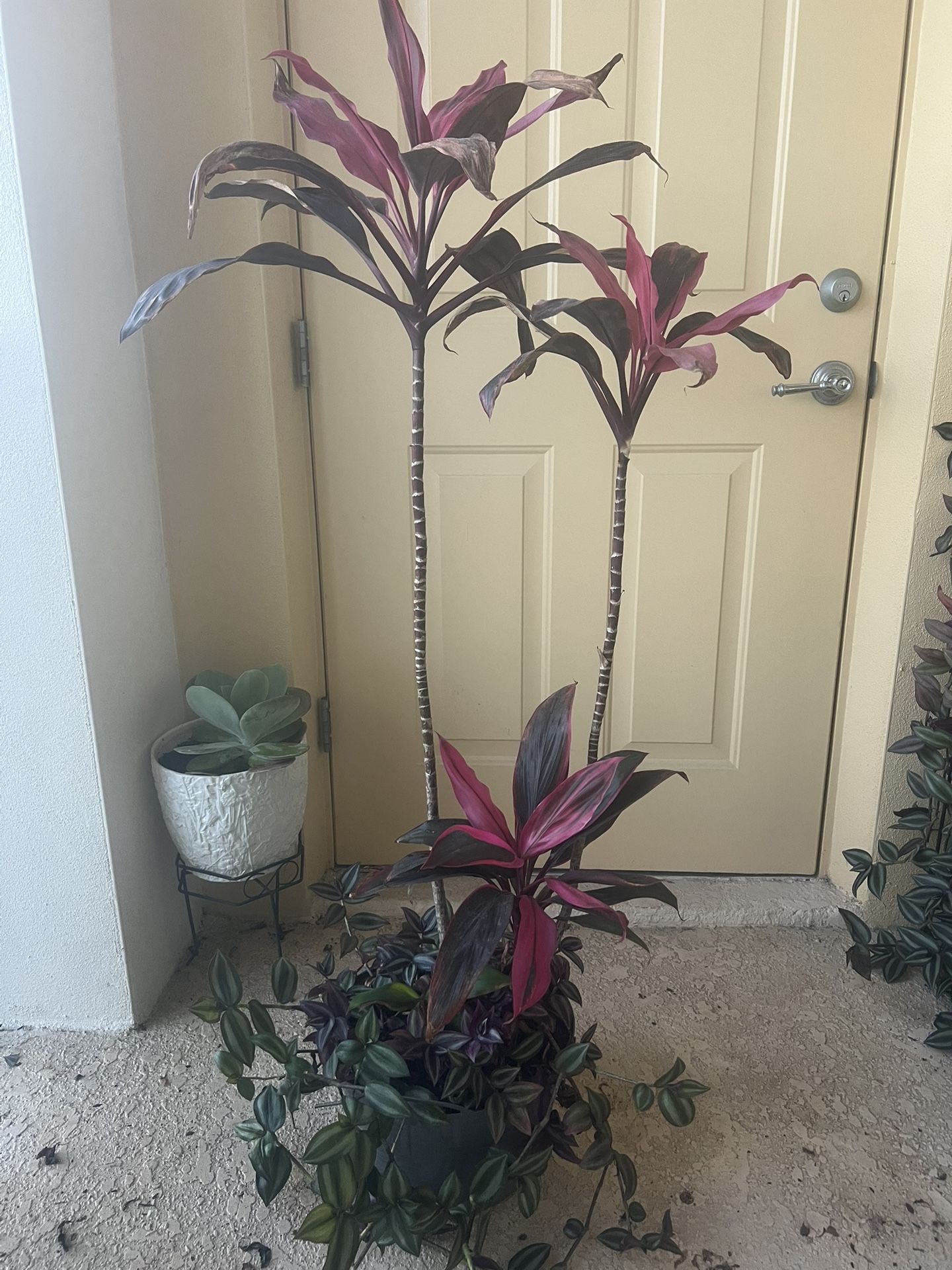 Long Plants