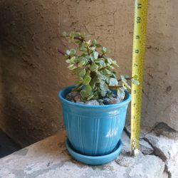 Variegated Elephant Bush Plant & Pot $20 