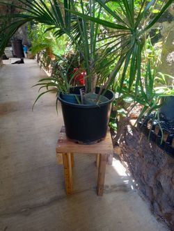 Stool / side table