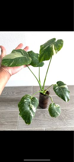 Monstera Thai Constellation