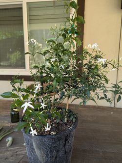 Jasmine Plant