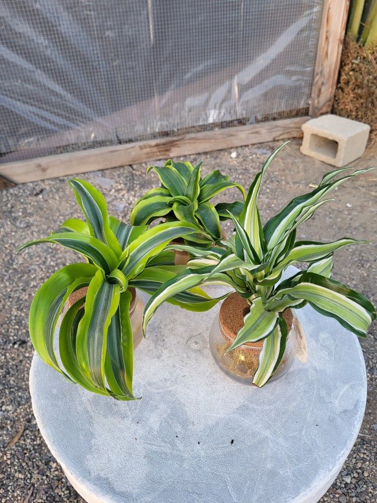 Dracaena Plants In Water 4" Pot $5 Each