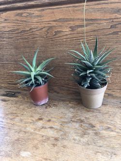 Succulents