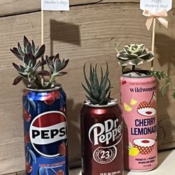 Mother's Day Succulent And House Plants With Sustainable Recycled Tin Cans, Etc