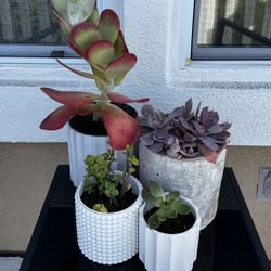 Curated Succulent Set in Modern Ceramic Pots