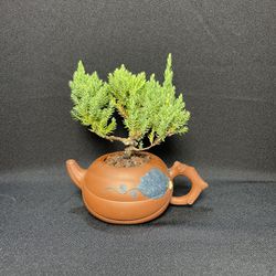 Juniper Bonsai In Vintage Oriental Teapot Vase($35 )