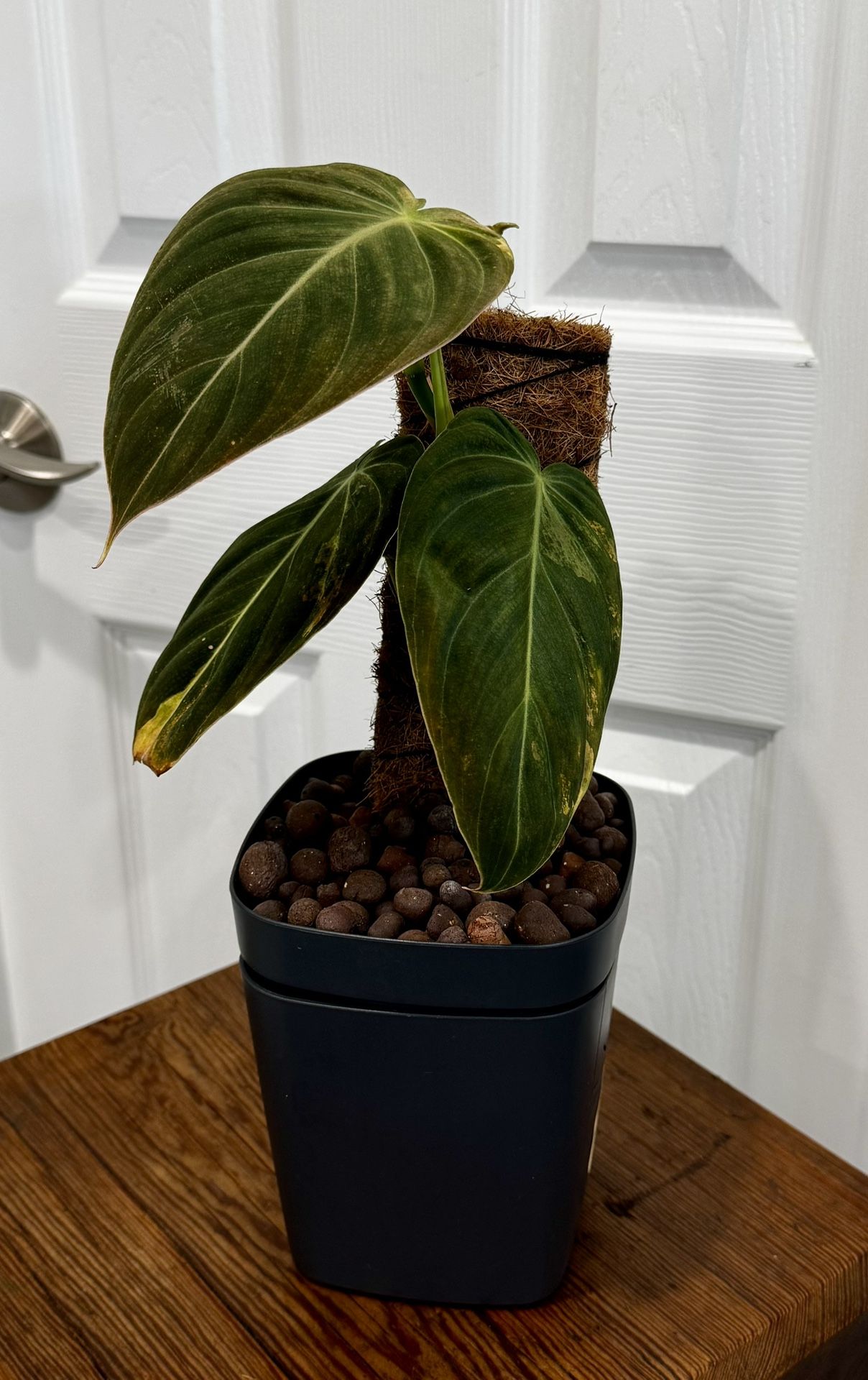 Variegated Philodendron Melanochrysum