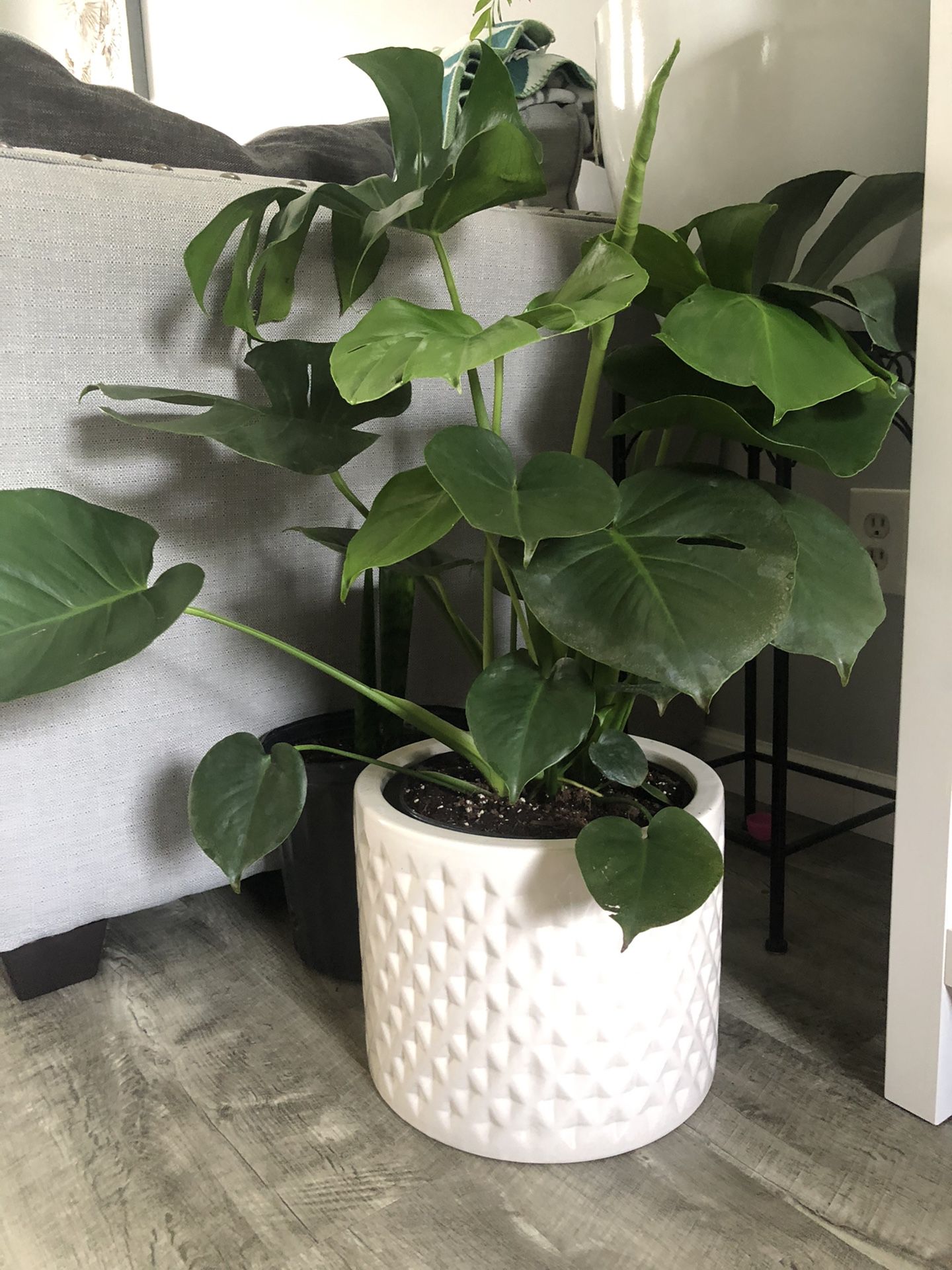 $120 each of this live Healthy Monstera deliciosa indoor plants with a big white ceramic pots brand new and Bug free and pick up Gahanna