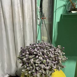 Pink Panther Plant 🪴 