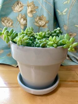 Burro’s Tail in ceramic pot