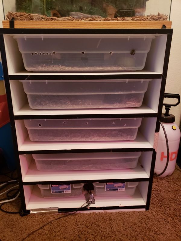 Snake rack for Sale in Las Vegas, NV OfferUp