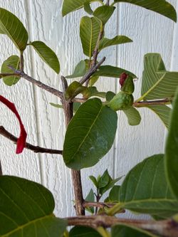 Taiwan Ruby Guava seedless tree
