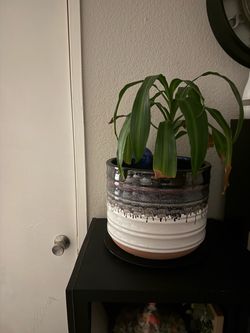 Large Glazed Ceramic Planter with Plant