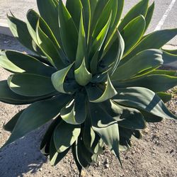 Agave Blue Flame 
