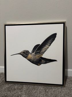 Humming bird decorative photos