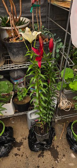 Lily plants