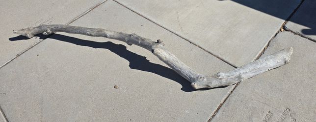 Authentic Driftwood From California