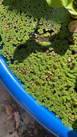 Floating plant water fern