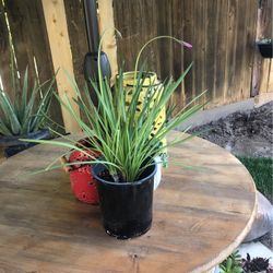 Beautiful Society Garlic Plant