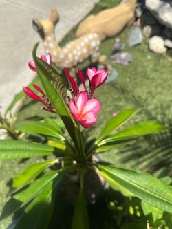 Rooted plumeria