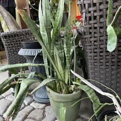Large Snake Plant In Ceramic Pot