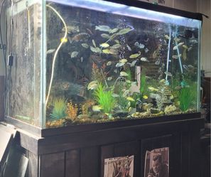 150 Gallon Tank, Stand, Filter System ,& All