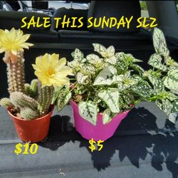 SUCCULENT / PLANT SALE ON SUNDAY 1PM TO 530 PM IN SAN LORENZO
