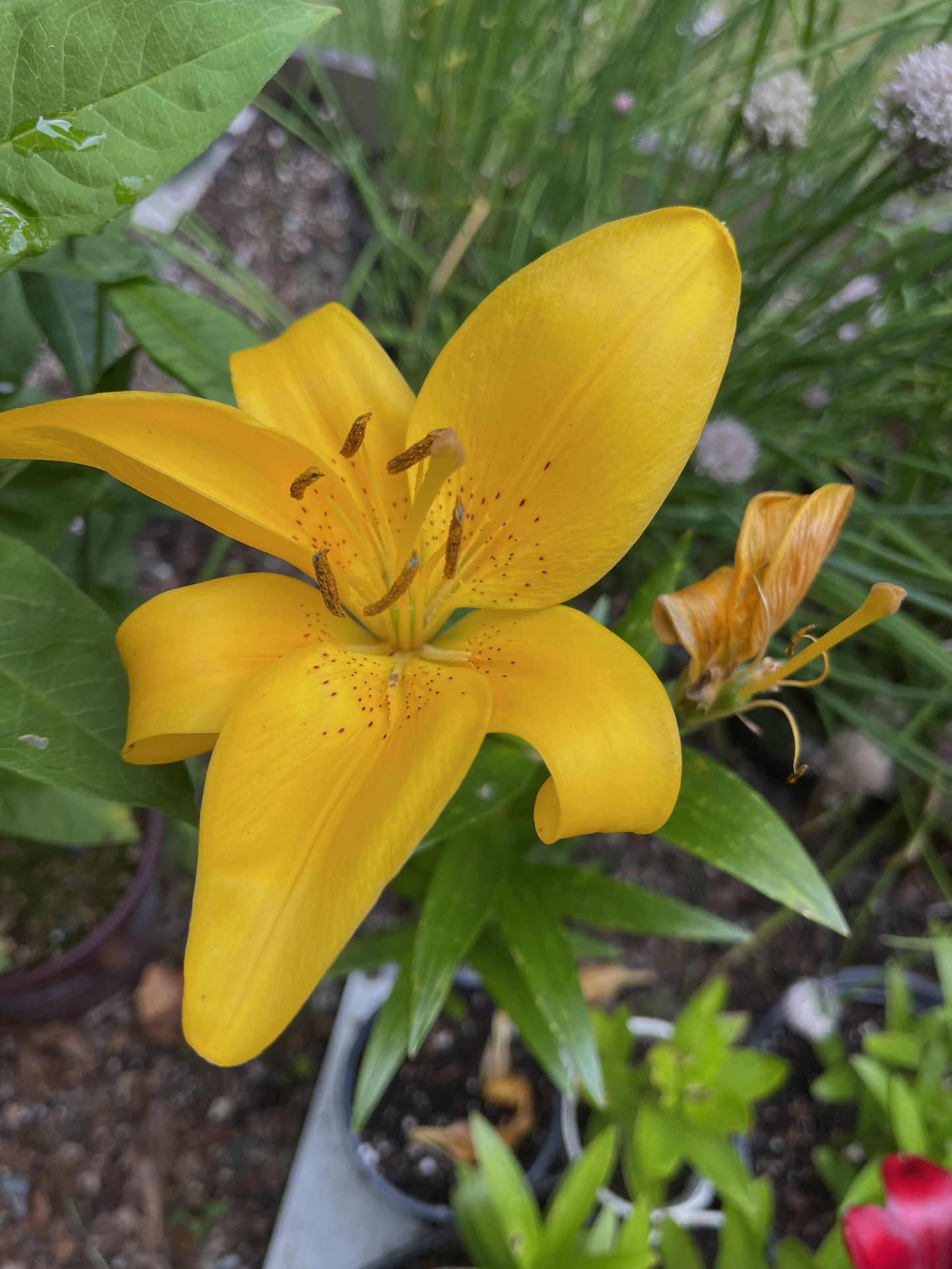 Asiatic Yellow Lily Perennial Plant.