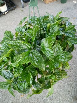 Bonita plantas cada una $27