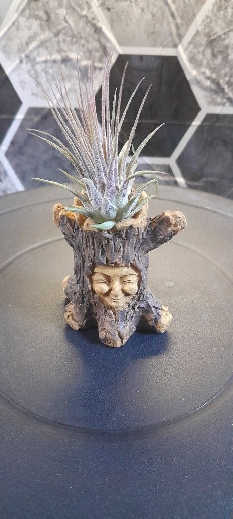 Fantasy Stump Airplant