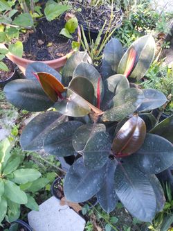 planta de hule Rubers plant bella