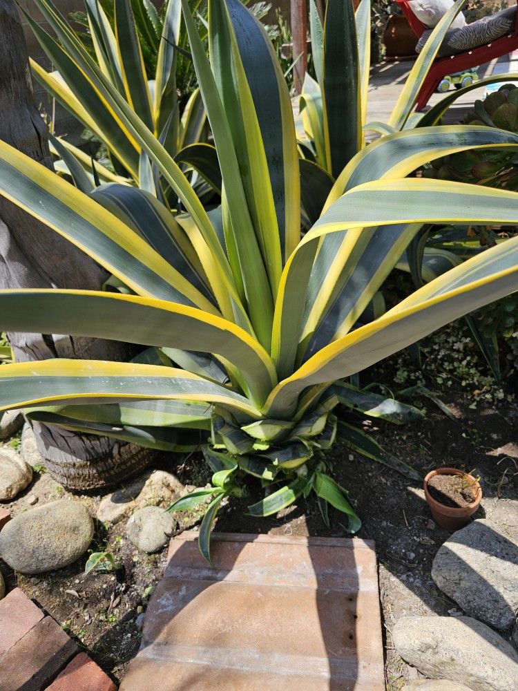 Cactus: Variegated Century Plant...$60 each plant