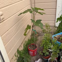 $12 Fig Plant 