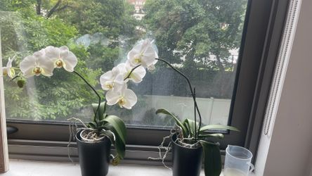 Blooming Orchid plant