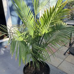 Magesty Palm Tree