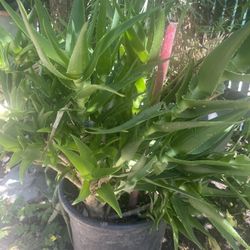 Planta De Savila