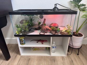 Reptile 20g Tank