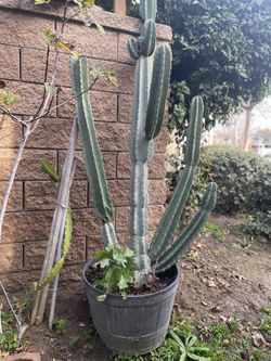 Cactus For Sale