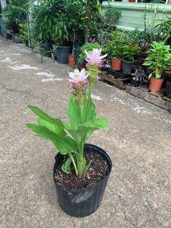 Curcuma Plant