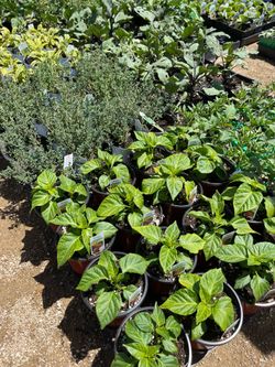 Vegetables, herbs, and fruit