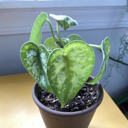 Satin Pothos
