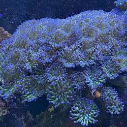Live Corals