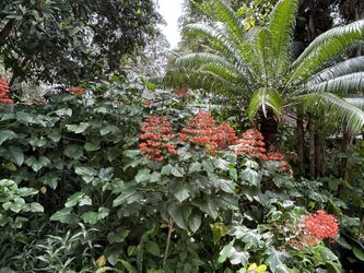 Orange Boda’s Red Father Fires, Celos, Purple And Green Lime Green