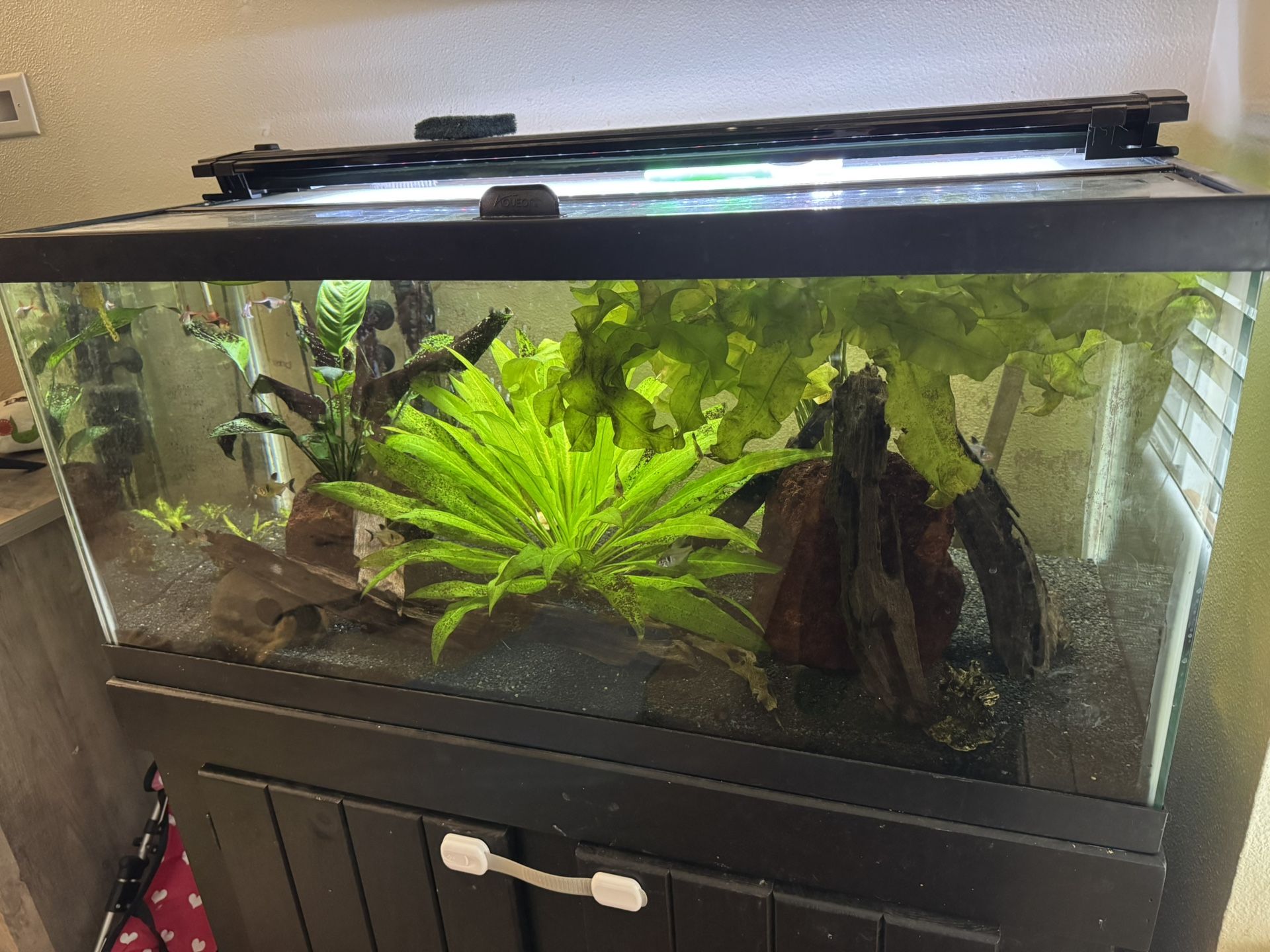 40 Gallon Fish Tank