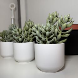 Set of 3 Artificial Sedum Succulents in White Pots - Modern Home Decor