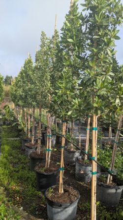 Green cottonwood